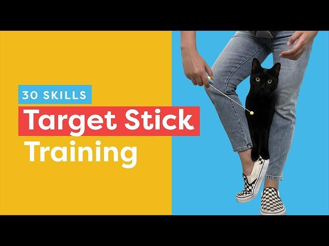 Target Stick Training: 30 Skills To Teach Your Cat