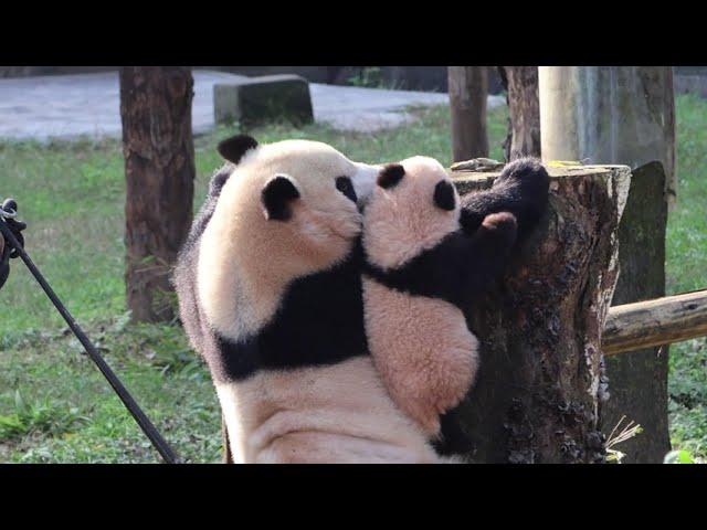 完整的莽仔教小五爬树，猜猜小五跑了没？#大熊猫 #panda