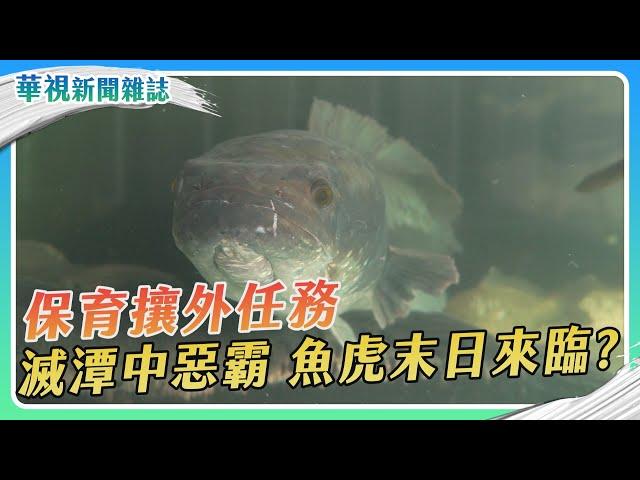 保育攘外任務 魚虎末日來臨？｜記者 林志儒 林洧旭｜華視新聞雜誌EP2437單元2 2024.11.23