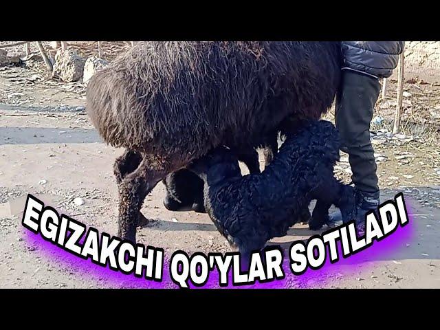 EGIZAK TUQQAN QUYLAR SOTUVGA CHIQDI ️+99899 791 90 04