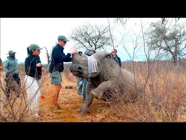 Dehorning two HUGE Rhinos to Save Their Lives