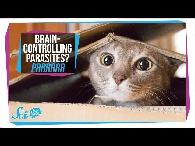 Toxoplasmosis: How Parasites in Your Cat Can Infect Your Brain