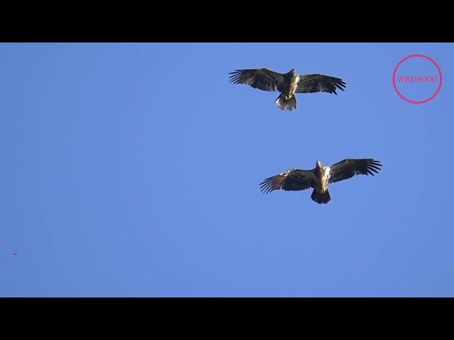 Eagles Spiral Courtship