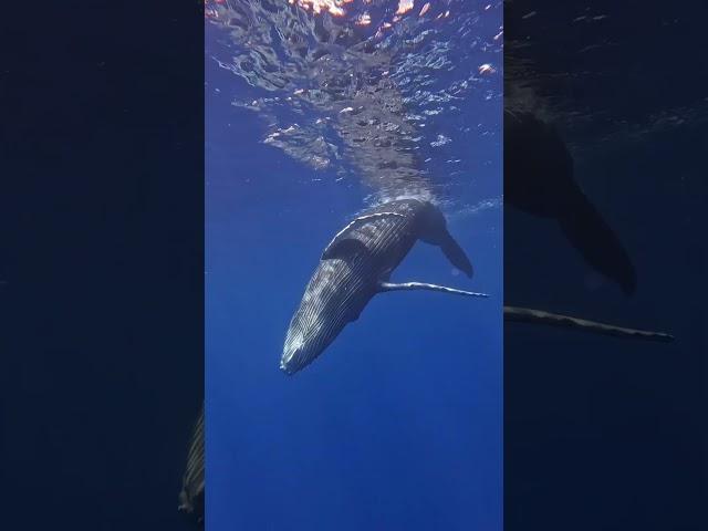 You Won't Believe This Whale's Underwater Skills!  #shorts #SeaCreatures #Nature