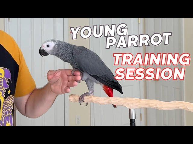 Young Parrot Training Session – Step Up, Flight, Harness