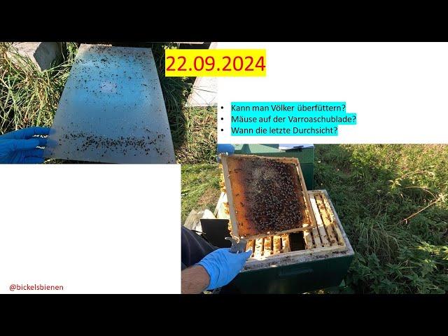 Kann man Bienen überfüttern? Wann letzte Durchsicht?