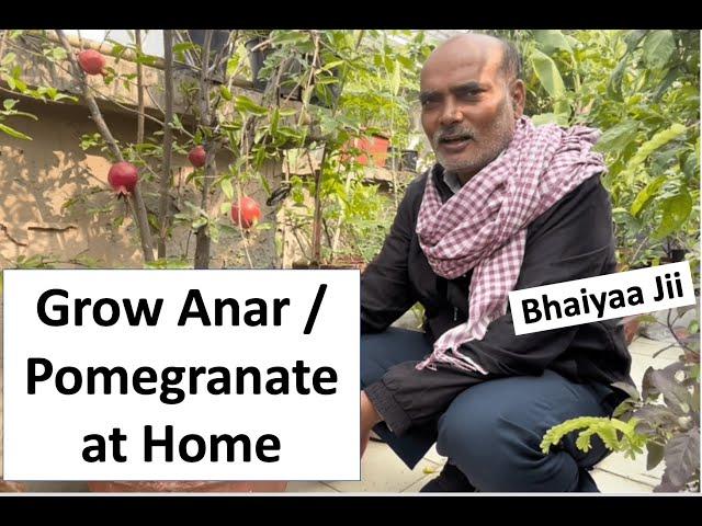 How to grow Anar Pomegranate at Home | Easy way | Bhaiya Ji Terrace Gardening