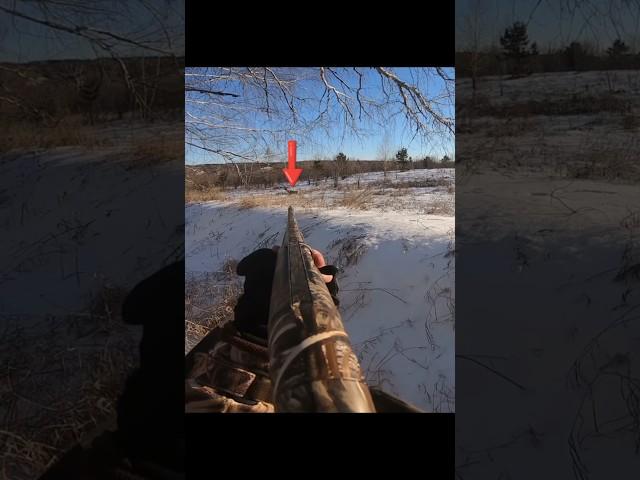 Охота на оленей В России снег #hunting #wildlife #Охота #оленей #загоннаяохота