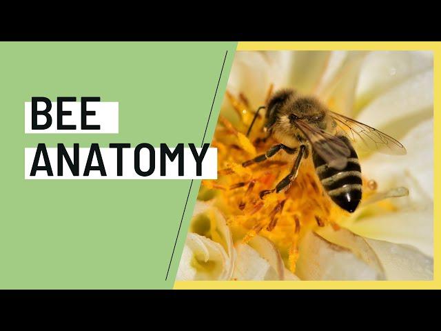 Honey Bee Anatomy - A Basic Overview w/ Prime Bees Apiary