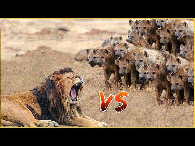 Fierce Battles of Lions, Hyenas When Facing The Most Dangerous Predators in Nature | Animal Fight