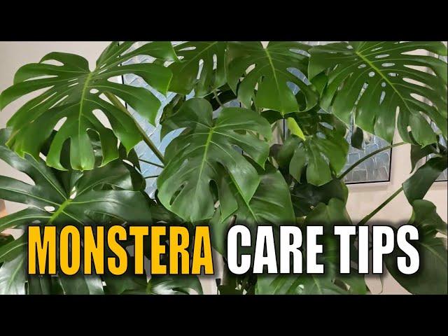 7 MONSTERA Plant Care Tips You Need to KNOW : Monstera Deliciousa