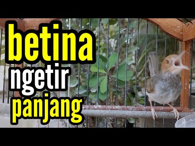 PRENJAK BETINA GACOR | Prenjak Betina Gacor Ngetir Panjang Untuk PANCINGAN PRENJAK KEPALA MERAH.