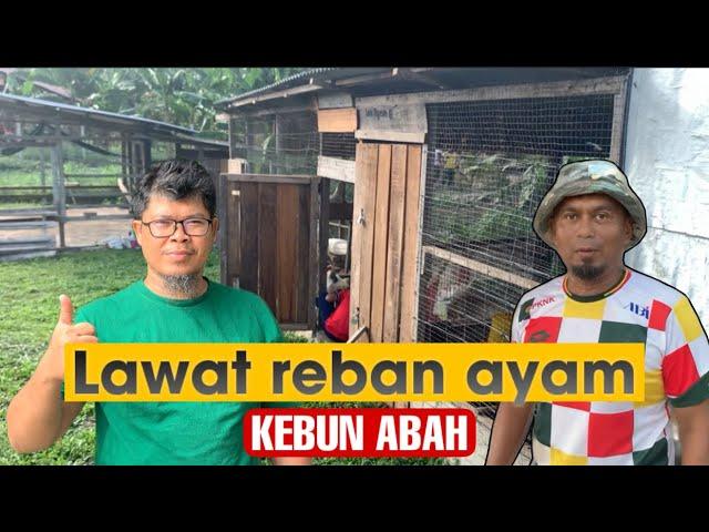 #129 Melawat reban ayam KEBUN ABAH di Temerloh