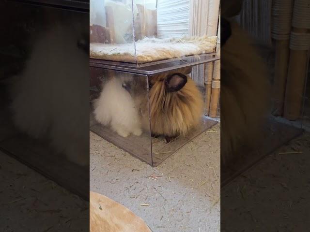 Bunny Diary: cuties  #lionheadrabbit #bunny #rabbit #bunnies #rabbit #centralpark #rabbit