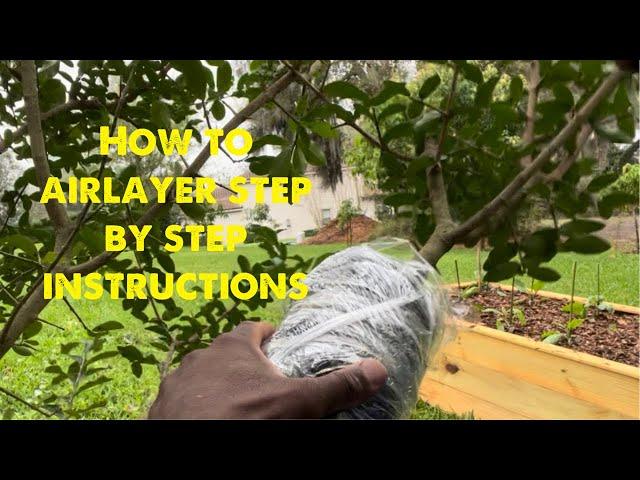 How to airlayer! #airlayering #gardening #permaculturelife #andrethefarmer #gardeningtips