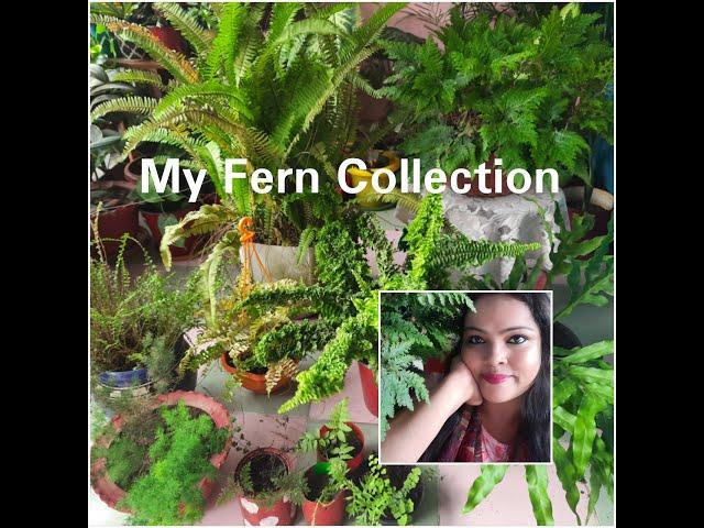 My Fern Collection