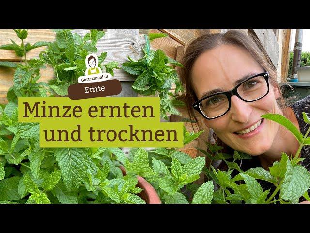 Minze ernten und trocknen | Vorratshaltung | Nanaminze, marokkanische Minze, Pfefferminze