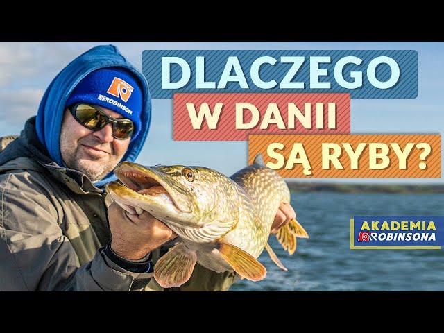 Dlaczego w Danii są ryby? Duńskie kluby wędkarskie, duże szczupaki, okonie! AKADEMIAROBINSONA#34