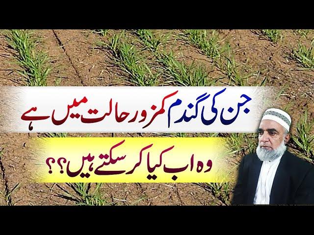 How to improve the poor condition of wheat crop || Crop Reformer