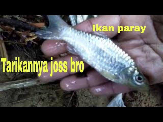 MANCING IKAN PARAY TARIKAN NYA JOSS BRO...