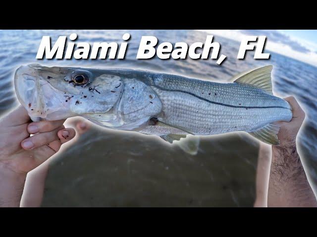 Crazy snook fishing off Miami Beach!! (Secret spot revealed)