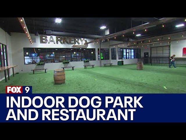 Indoor dog park, restaurant opens in Plymouth