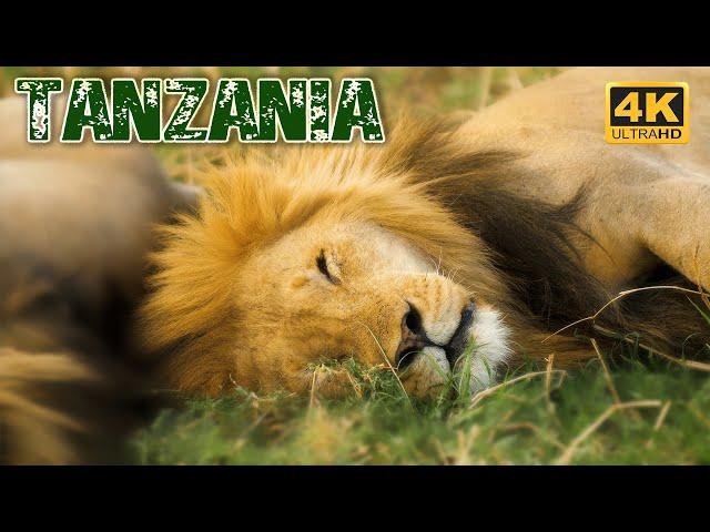 TANZANIA 4K