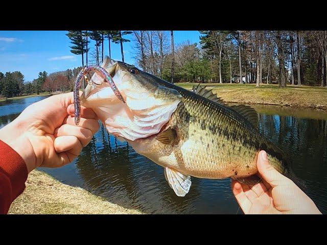 Catching BIG Golf Course BASS on Senkos!!