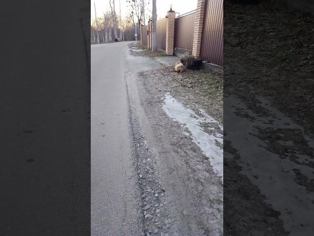 Гамлет домой не хочет идти, гулял и гулял бы