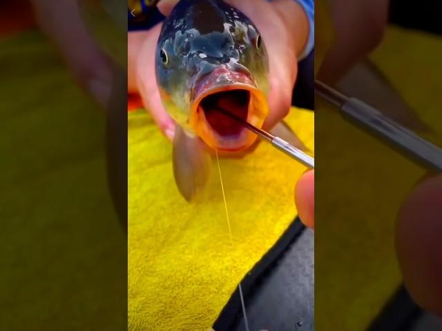 This Fishing Tool Changes Everything!