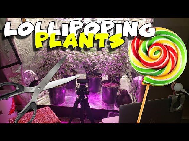 Lollipoping The CBD Plants - Early Flower Defoliation - Full Prosess