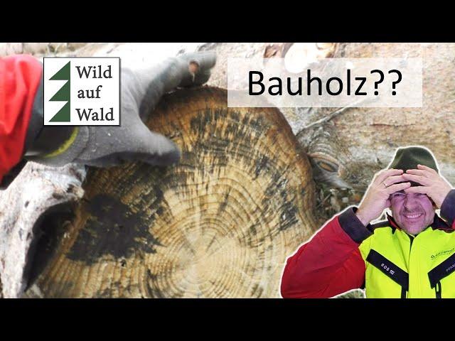 GAMMEL Holz wird zu w€rtvollen Bauholz? Hässliche Fichte #wildaufwald