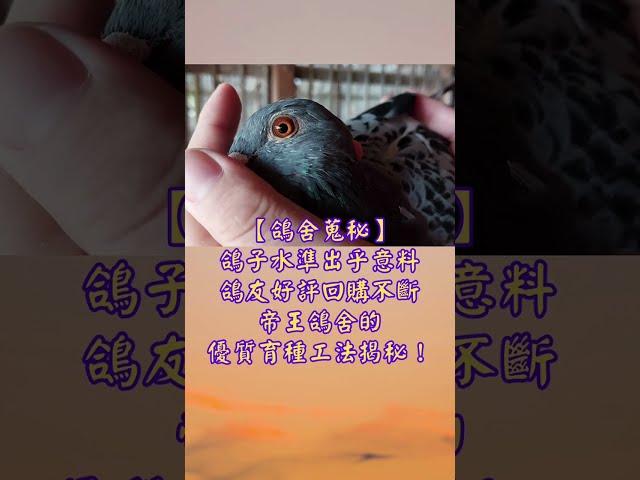 走進屏東萬巒～1800坪的帝王鴿舍康炳堯蒐秘！