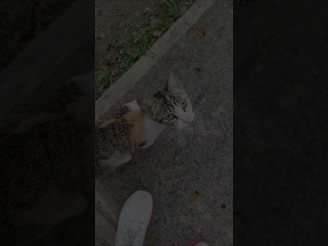 Seeing cats after my runs made my day! #cats #fypyoutube