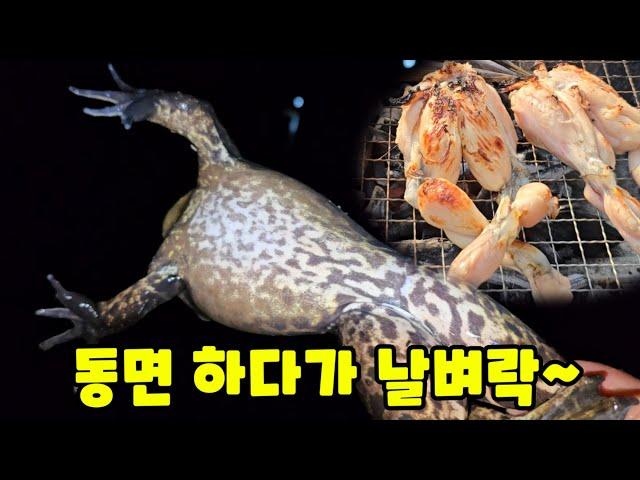 동면하는 황소개구리 2편! 끄집어내서 맛있게 먹여보기 겨울 최고의 별미 입니다!!