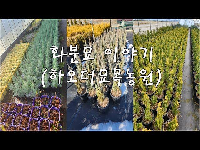 상담문의 : 010-3602-4106, [화분묘이야기, 하오더묘목 농원] #블루아이스 #파스티기아타 #골든브라반트  #블루엔젤 #에메랄드그린 #써니스마라그 #리틀자이언트