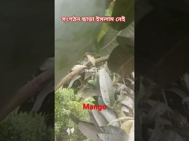 Mango fruit harvesting #reels #viralvideo @beastreacts. @doyalagro