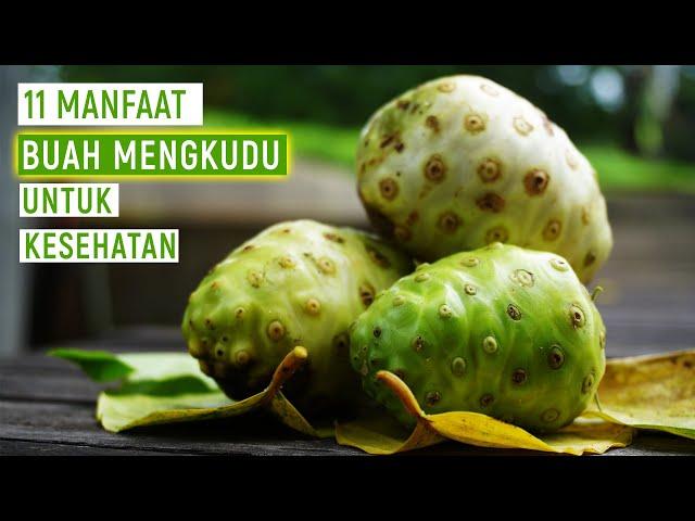 Inilah 11 MANFAAT BUAH MENGKUDU UNTUK KESEHATAN