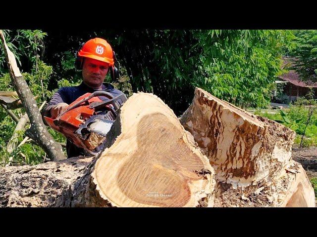 best quality tamarind tree cutting with STIHL and Husqvarna chainsaws