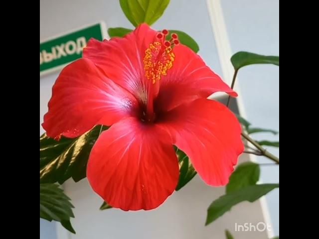 Умирают не от старости, а от одиночества ...