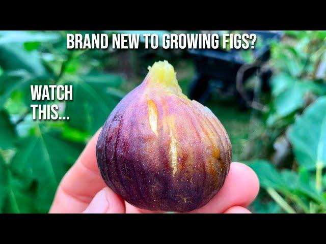 Brand New to Growing Figs? Watch This...