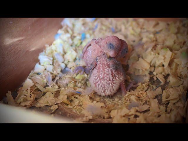 Budgie breeding update | Mumble and Maple