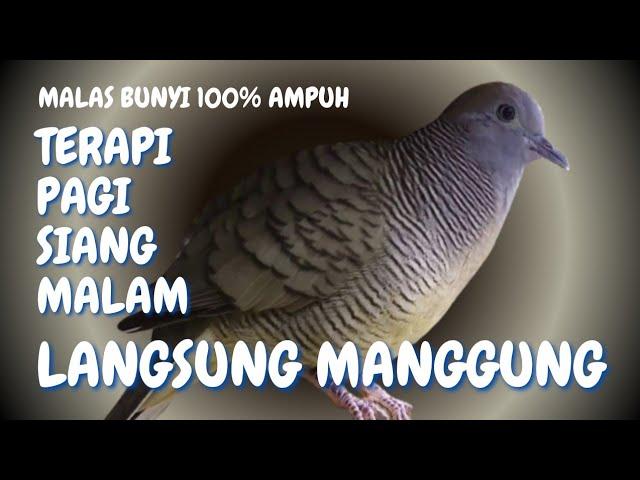 Perkutut Lokal Suara Gacor - Biang Pancingan (Hitungan Detik) Dijamin 100% Langsung NYAUT