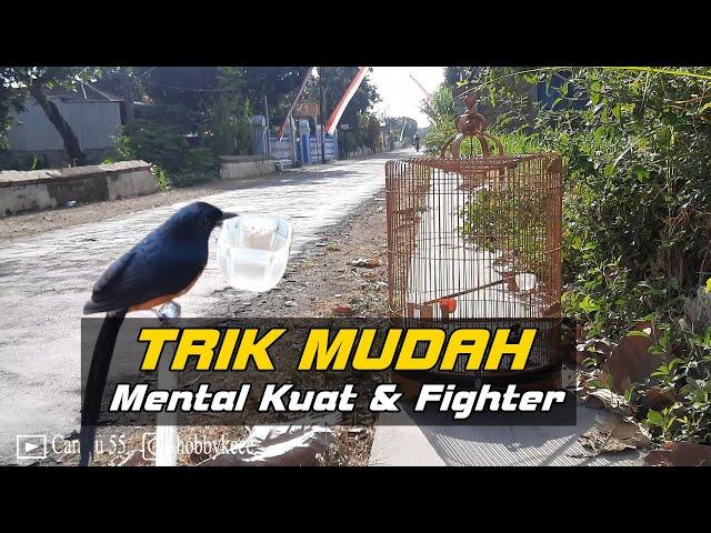 4 Trik ampuh melatih mental murai batu