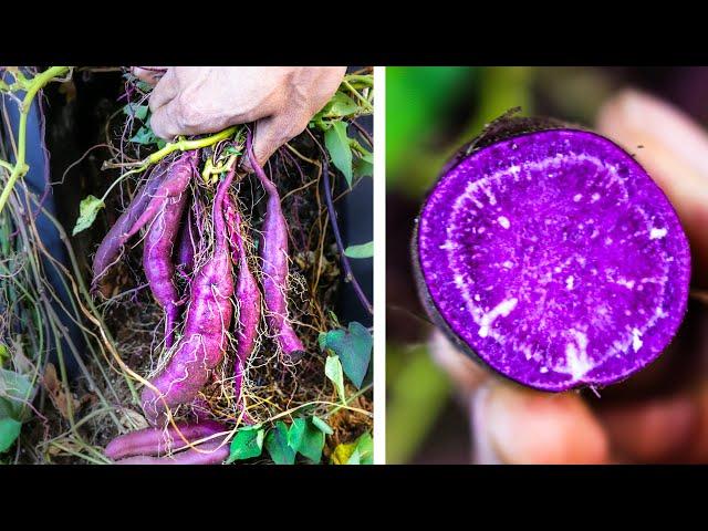 Purple Sweet Potato Growing in 172 Days Time Lapse