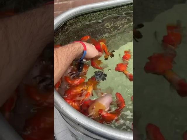 Hand Feeding Fish