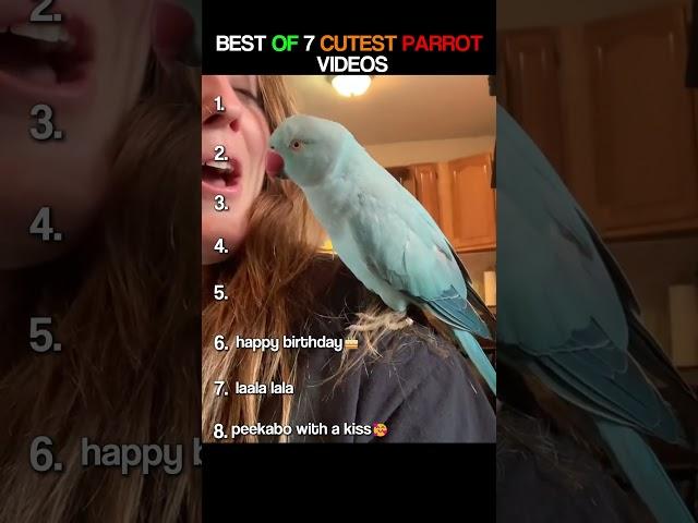 BEST OF 8 CUTEST PARROT VIDEOS #birdlovers #pets #goodvibes #compilation