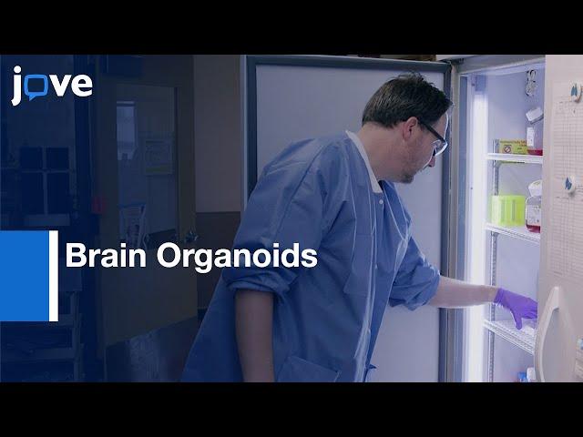 Brain Organoids Generation from ESCs | Protocol Preview