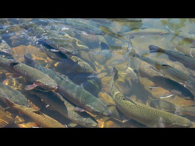 Tranquil tropical rainforest of the Highlands of PNG Trout fish farming @Mt.Gilwae️ 