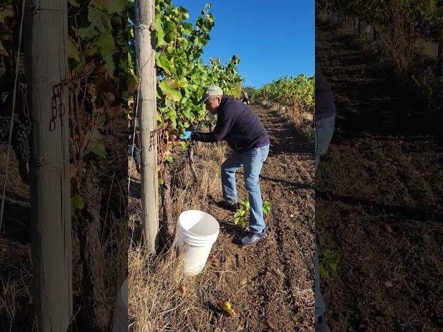 Art Fernandez Picking Grapes in Oregon